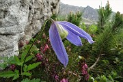 84 Clematide alpina (clematis alpina)